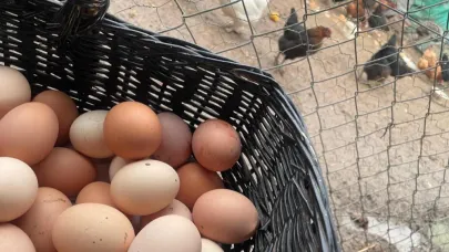 Yumarta üreticisi 'Mayıs Çukuru'ndan nasıl kurtulacak?