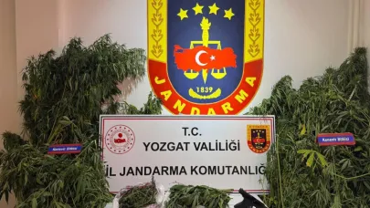 Yozgat’ta binlerce kök kenevir ele geçirildi
