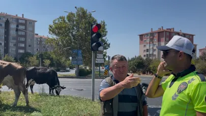 Çiftlikten firar eden inek sürüsü şehir merkezine indi