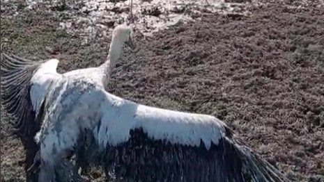 Balçığa saplanan leyleği balıkçılar kurtardı