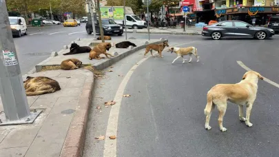 İstanbul Valiliği sahipsiz sokak hayvanlarının toplatılacağını duyurdu