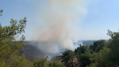 Adana’da orman yangını paniği