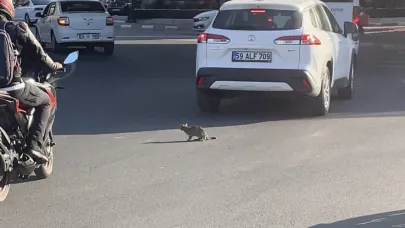 Yavru kedi trafikte sürücüleri zor durumda bıraktı