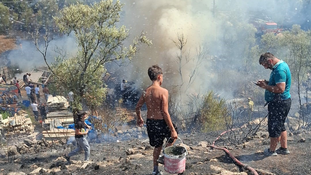 Bodrum'da zeytinlik alanda yangın