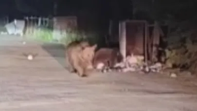 Ayı ailesi Uludağ'ın zirvesinde yiyecek aradı