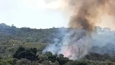 Mudanya'da zeytinlikte yangın: 4 dönüm alan zarar gördü
