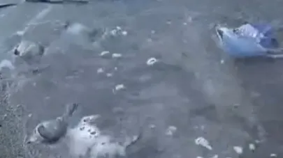 Mavi denizanaları Gemlik sahilini sardı