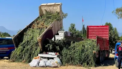 Mısır tarlasından kenevir çıktı