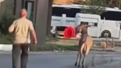 Otogarda ilginç anlar: Eşek dubayı alıp kaçtı