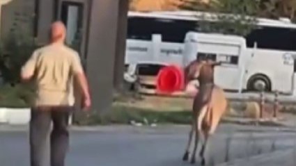 Otogarda ilginç anlar: Eşek dubayı alıp kaçtı
