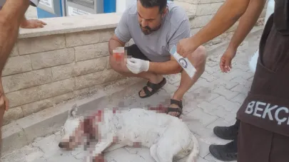 Hamile köpeğe tüfekle saldırdı