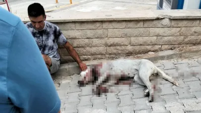 Hamile köpeği tüfekle vurdu!