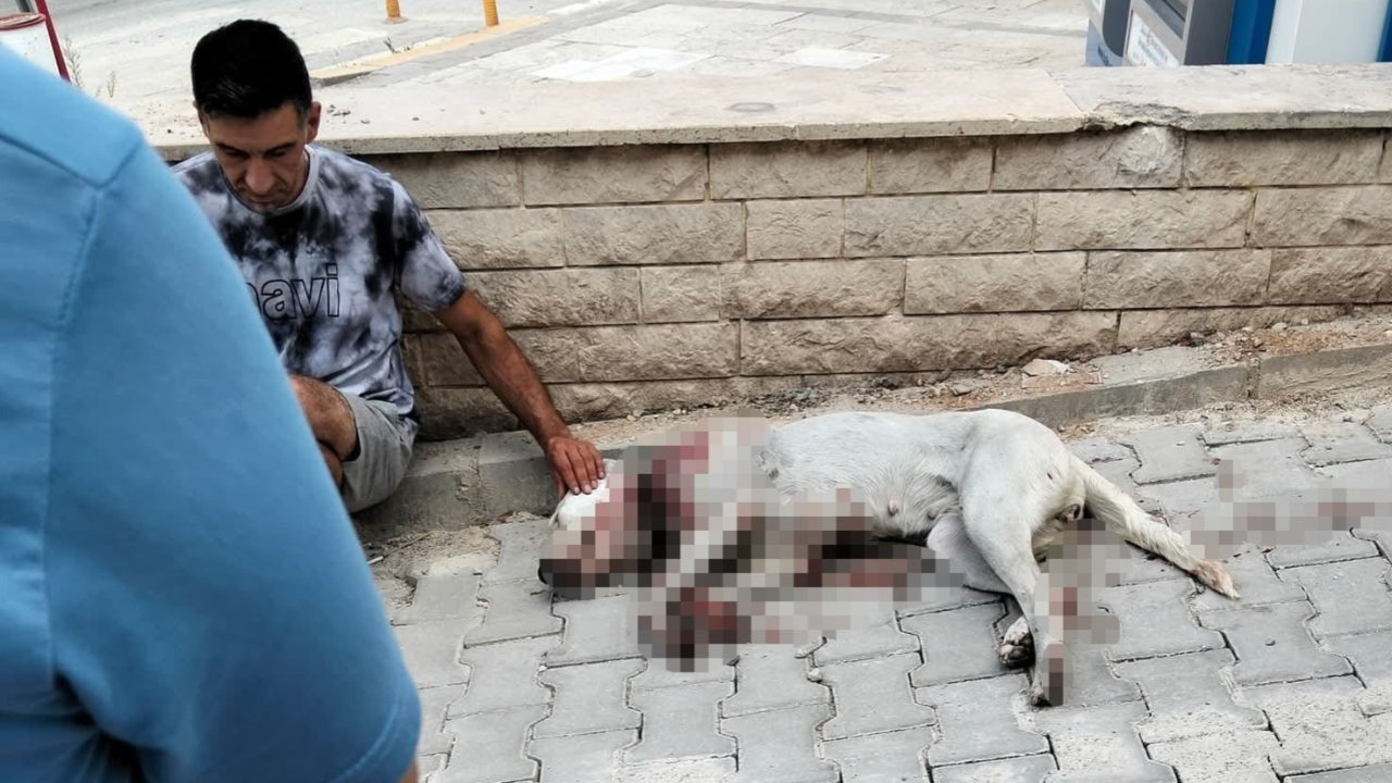 Hamile köpeği tüfekle vurdu!