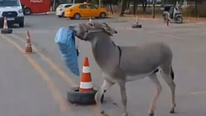 Edirne'de hırsız eşek otobüs şoförünün yastığını çaldı