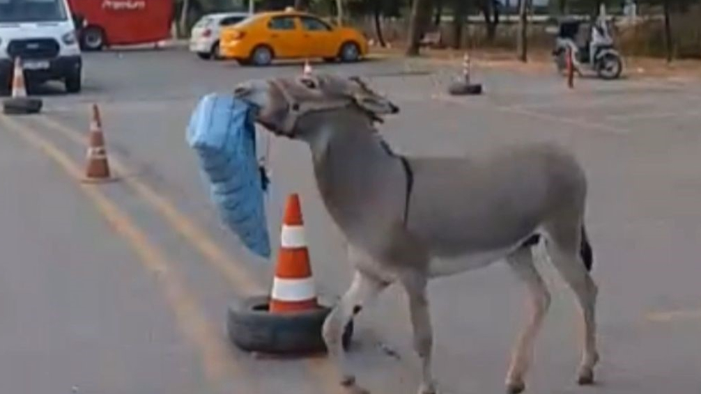 Edirne'de hırsız eşek otobüs şoförünün yastığını çaldı