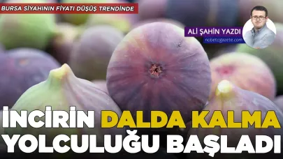 ‘Bursa Siyahı’nın dalda kalma yolculuğu başladı