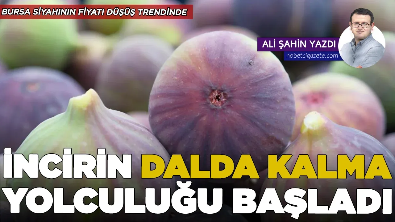 ‘Bursa Siyahı’nın dalda kalma yolculuğu başladı